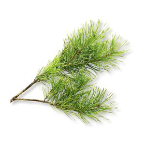 tuyet-tung-virginia-virginia-cedar